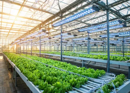 LED grow lights in a greenhouse bay