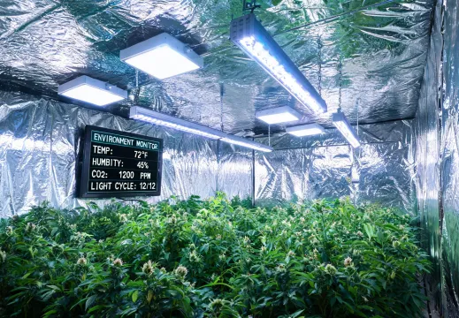 Indoor flowering room under Mars Hydro lights