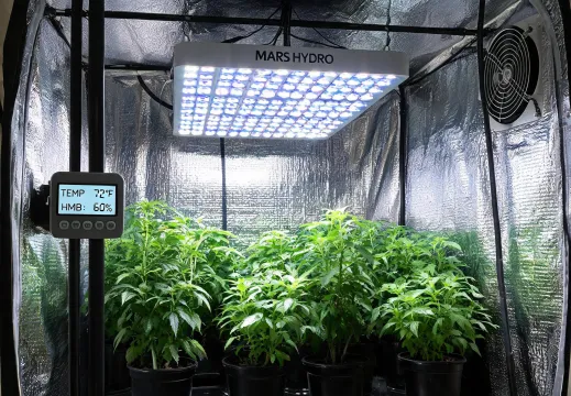 Home grow tent using Mars Hydro grow light